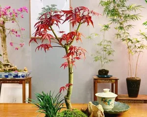 The best time to prune bonsai Japanese maples (Master the correct pruning time to make your bonsai Japanese maple more beautiful)2