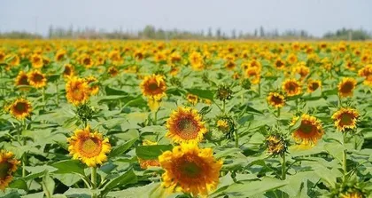 Sunflower Care Guide (Spring, Summer, Autumn, Winter, How to Scientifically Water)1