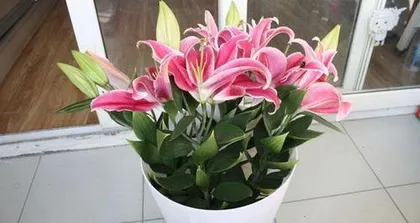 How to grow potted lilies to bloom beautifully and enjoy a healthy life.