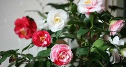 When is the best time to transplant camellias? Analysis of the optimal transplanting period and survival techniques for camellias