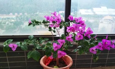 What is the best fertilizer for bougainvillea to promote abundant blooming?