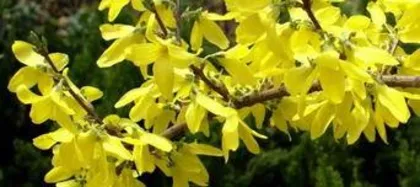 When to prune Forsythia, the best time and techniques for pruning Forsythia in spring