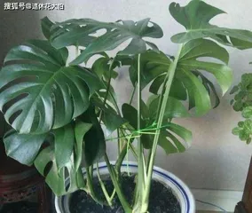 How to repot Monstera, the best time in spring, detailed step-by-step instructions for easy operation