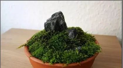 How to cultivate moss in bonsai, from collection to daily management0
