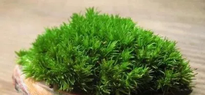 How to cultivate moss in bonsai, from collection to daily management1