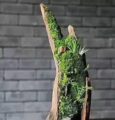 How to cultivate moss in bonsai, from collection to daily management2