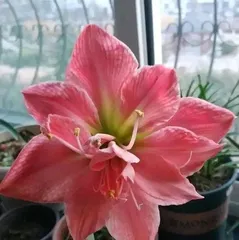 How to propagate Amaryllis, multiple methods help you easily cultivate beautiful flowers