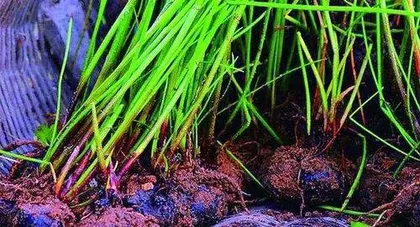 How to Grow Water Chestnut in a Pot Plant, a Practical Guide from Pot Selection to Maintenance