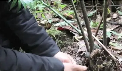 How to Grow Water Chestnut in a Pot Plant, a Practical Guide from Pot Selection to Maintenance1