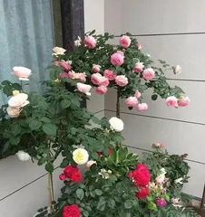 When is the best time to graft roses? Overview of the best grafting time and methods for roses