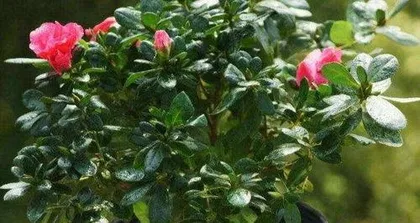 How to grow rhododendrons at home: A comprehensive analysis from soil to care1