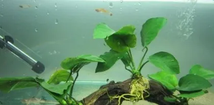 How to care for Anubias, creating a lush green atmosphere at home
