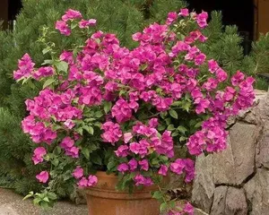 When do Bougainvillea bloom? Overview of blooming time and care points for Bougainvillea