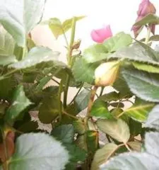 What causes the yellowing and wilting of rose leaves? Analysis of the reasons and solutions for yellowing and wilting of rose leaves