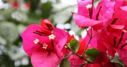 When do Bougainvillea bloom? Overview of blooming time and care points for Bougainvillea1