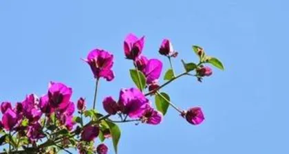 When do Bougainvillea bloom? Overview of blooming time and care points for Bougainvillea2