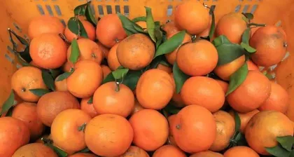 When does Navel Orange mature? (Exploring the time and signs of maturity for Navel Oranges)