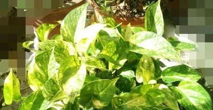 How to Prune a Long Devil's Ivy, The Care Secrets for Creating a Beautiful Long Devil's Ivy
