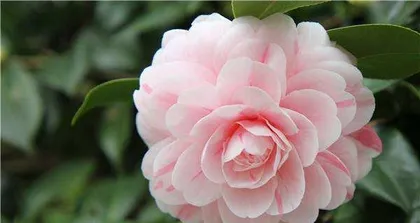 What kind of fertilizer should be applied after the tea flower blooms to aid a second blooming?