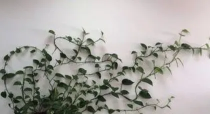 How to Prune a Long Devil