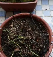 How to Prune a Long Devil