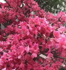 How to grow Rhododendron, a comprehensive guide from planting to maintenance