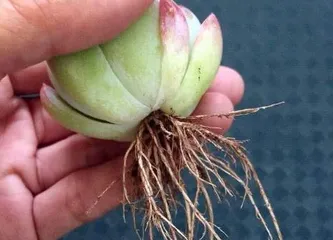 How to prune succulent roots, pruning techniques and care guide for succulent roots