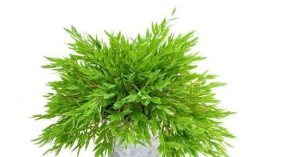 When caring for hawthorn flowers indoors, it is important to note the toxicity issue (where does the toxicity come from? How to safely care for hawthorn flowers?)1