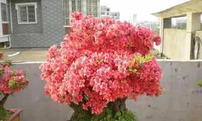 How to grow Rhododendron, a comprehensive guide from planting to maintenance1