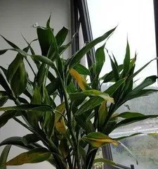 How to save yellowing Dracaena sanderiana leaves, cause analysis and rescue strategy