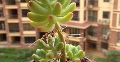 How to prune succulent roots, pruning techniques and care guide for succulent roots1