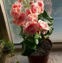 When caring for hawthorn flowers indoors, it is important to note the toxicity issue (where does the toxicity come from? How to safely care for hawthorn flowers?)2