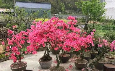 How to grow Rhododendron, a comprehensive guide from planting to maintenance2