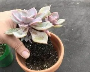 How to prune succulent roots, pruning techniques and care guide for succulent roots2