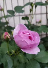 Feng Shui in the Home (Exploring the Feng Shui principles of keeping Chinese rose flowers at home)