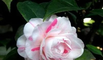 How to grow camellias, a comprehensive guide from planting to maintenance