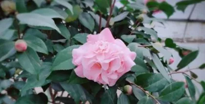 How to grow camellias, a comprehensive guide from planting to maintenance1