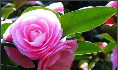How to grow camellias, a comprehensive guide from planting to maintenance2