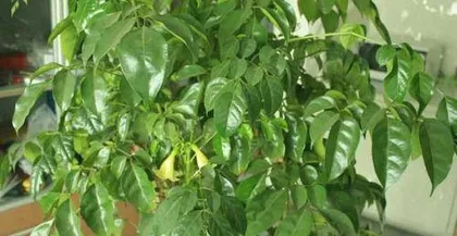 What are the reasons for the yellowing leaves of a lucky tree and how to deal with it, Causes of yellowing leaves of a lucky tree and care guide