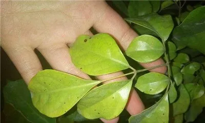 What are the reasons for the yellowing leaves of a lucky tree and how to deal with it, Causes of yellowing leaves of a lucky tree and care guide1