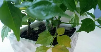 What are the reasons for the yellowing leaves of a lucky tree and how to deal with it, Causes of yellowing leaves of a lucky tree and care guide2