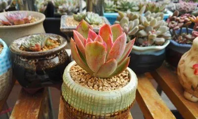 Bonsai time and care methods for Daruma Fuyu (How to correctly plant and care for this beautiful and mysterious plant?)0