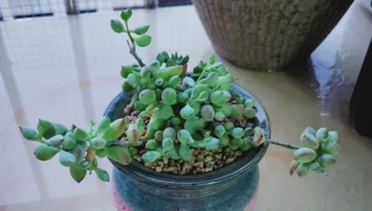 Bonsai time and care methods for Daruma Fuyu (How to correctly plant and care for this beautiful and mysterious plant?)1