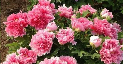 How to grow peonies, the art of peony cultivation and health preservation