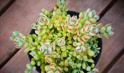 Bonsai time and care methods for Daruma Fuyu (How to correctly plant and care for this beautiful and mysterious plant?)2