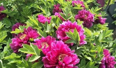 How to grow peonies, the art of peony cultivation and health preservation1