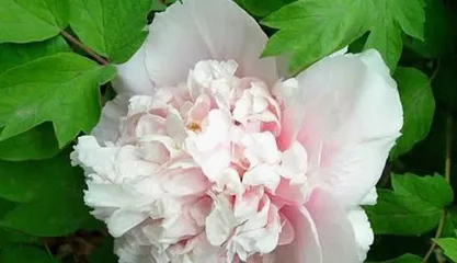 How to grow peonies, the art of peony cultivation and health preservation2