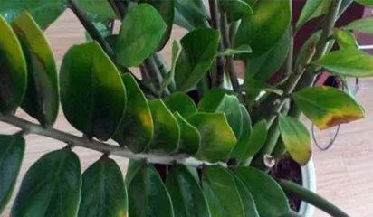 What to do when the leaves of the Money Tree turn yellow, reasons for yellowing leaves of the Money Tree, and a comprehensive care guide
