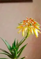 How to Get Aloe Through the Winter? (Aloe Care Guide to Keep It Thriving in the Winter)0