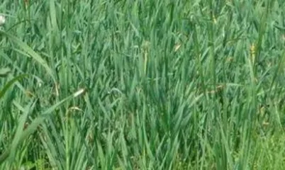 How to cultivate iris pot landscapes: Full analysis of soil, light, water, and pruning0